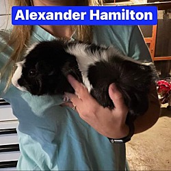 Photo of Alexander Hamilton