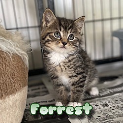 Photo of Forrest