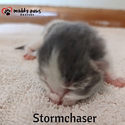 Photo of Twister Tails Litter: Storm Chaser
