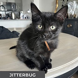 Thumbnail photo of Jitterbug #2