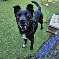 adopt-pet