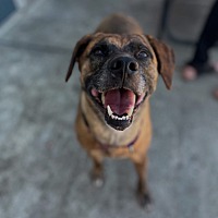 adopt a pet