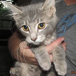 Thumbnail photo of Dorsey Kitten #3