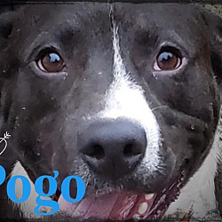 Thumbnail photo of Pogo #1