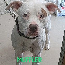 Thumbnail photo of Muffler #2