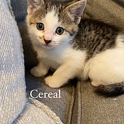 Photo of Cereal