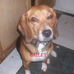 Photo of BAILEY