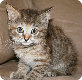 Columbus, OH - Domestic Shorthair. Meet Scarlette a Pet for Adoption.