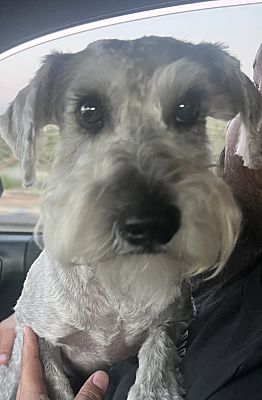 Eugene, OR - Schnauzer (Miniature). Meet Louie a Pet for Adoption ...