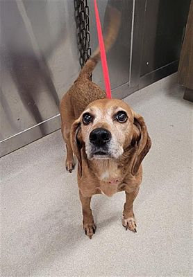 Fairbanks, AK - Beagle/Redbone Coonhound. Meet JINGLES a Pet for ...