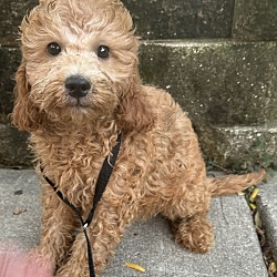 Photo of Mini GD Gloria F2 mini Goldendoodle