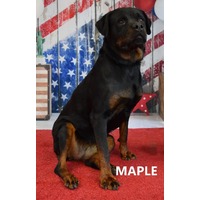 adopt-pet
