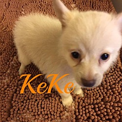 Thumbnail photo of KeKe #1