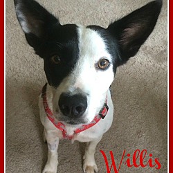 Thumbnail photo of Willis #2