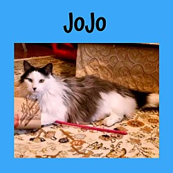 Thumbnail photo of JoJo #3