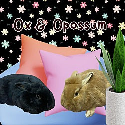 Thumbnail photo of Ox #1