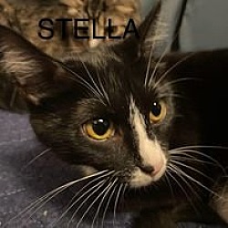 Thumbnail photo of CAT-Stella #1