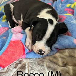 Thumbnail photo of BRC Pups : Rocco #1