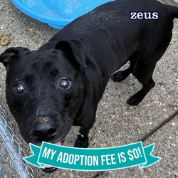 Thumbnail photo of Zeus #2