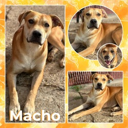 Thumbnail photo of Macho #1