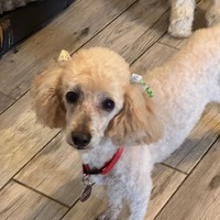 adopt-pet
