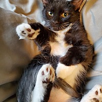 adopt a pet