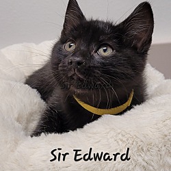 Thumbnail photo of Sir Edward #3