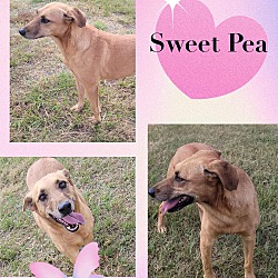 Photo of Sweet Pea