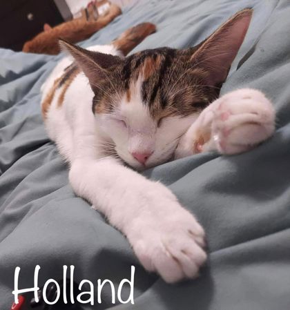 Thumbnail photo of Holland #3
