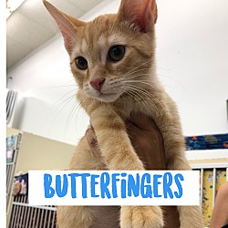 Photo of Butterfingers