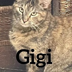 Thumbnail photo of GiGi #1
