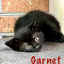 Thumbnail photo of Garnet #2