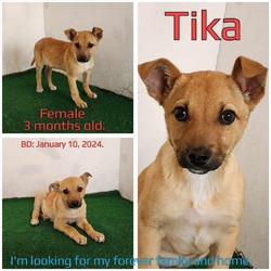 Thumbnail photo of Tika #1