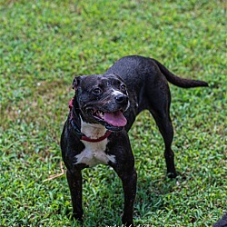 Photo of Raven needs foster home