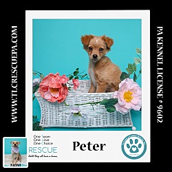 Photo of Peter (Penny's Lil Pups) 060824