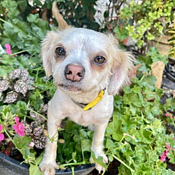 bonded pet photo