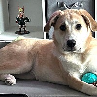 adopt a pet