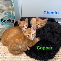 adopt a pet