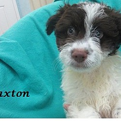 Thumbnail photo of Paxton #1