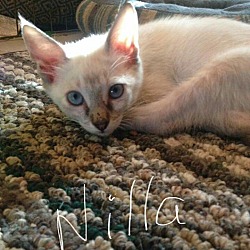 Thumbnail photo of Nilla #3
