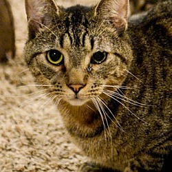 Thumbnail photo of Goby (Cat of the Month!) #1