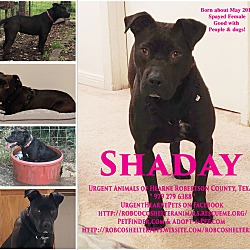 Thumbnail photo of Shaday #2