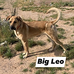 Photo of Big Leo