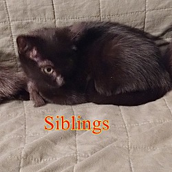 Thumbnail photo of # 4 Russian Blue and Siamese #3