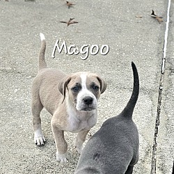 Thumbnail photo of Magoo #1