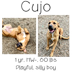 Thumbnail photo of Cujo #1