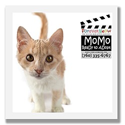 Thumbnail photo of Momo #1