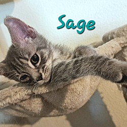 Thumbnail photo of Sage (24-127 C) #4