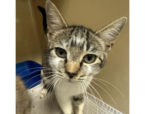 Blue Ridge, GA - Domestic Shorthair. Meet Mamba a Pet for Adoption ...
