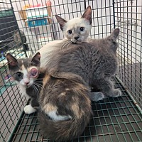 adopt a pet